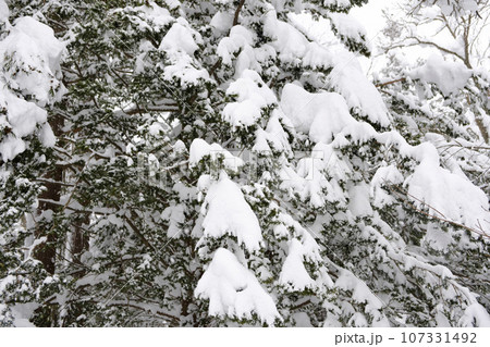新雪の積もった樹木 107331492
