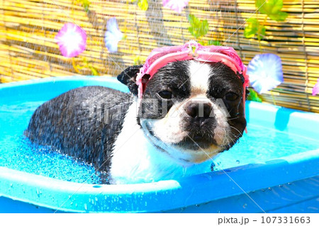 プールの中でシャワーを浴びながら嬉しそうに見つめるボストンテリアのマイティ君♡ 107331663