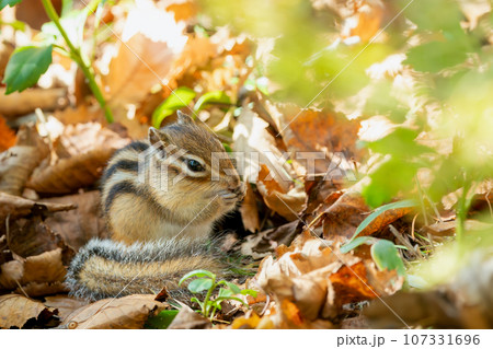 朝日に輝く枯れ葉の中で採食するエゾシマリス 107331696