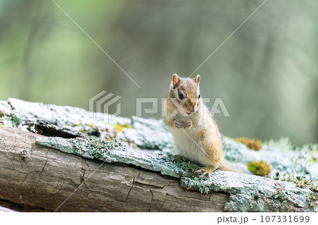 倒木の上に立つエゾシマリス 107331699