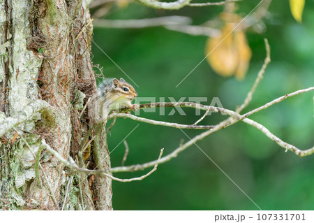 枝にとまり遠くを見るエゾシマリス 枝にとまり遠くを見るエゾシマリス 107331701