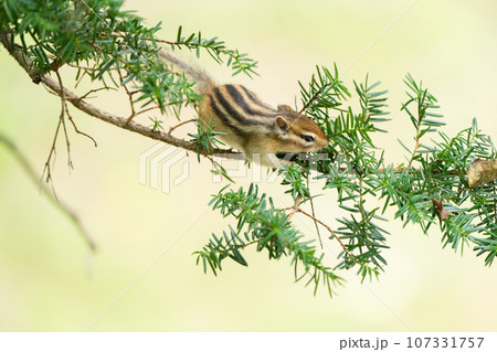 松の樹木の上で餌を探すエゾシマリス 松の樹木の上で餌を探すエゾシマリス 107331757