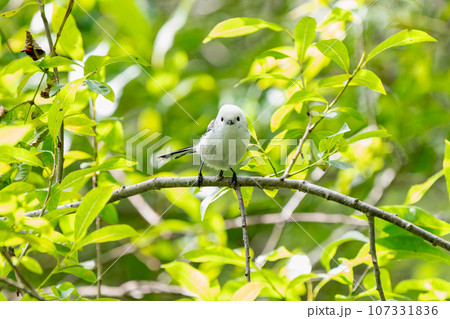 緑の葉に囲まれた枝にとまり前を見るシマエナガ 107331836