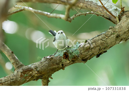 枝にとまり上を見る晩夏のシマエナガ 107331838