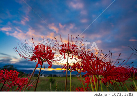 【秋素材】朝日を浴びる彼岸花【長野県】 107331882
