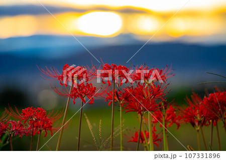 【秋素材】朝日を浴びる彼岸花【長野県】 107331896