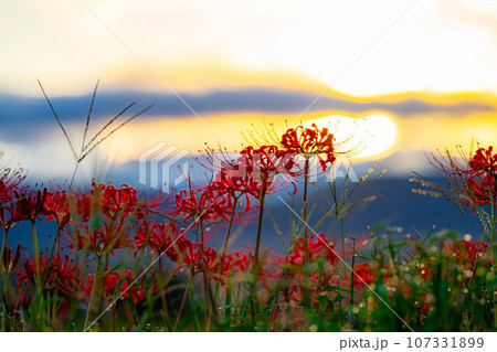 【秋素材】朝日を浴びる彼岸花【長野県】 107331899