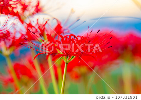 【秋素材】朝日を浴びる彼岸花【長野県】 107331901