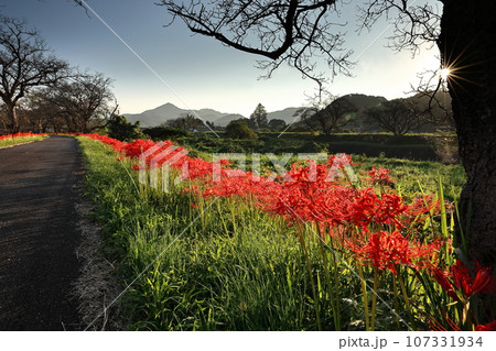法勝寺川土手の彼岸花（夕景） 107331934