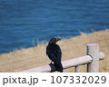 柵にとまるカラス 107332029