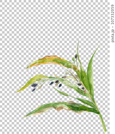 Illustration of pigeon wheat drawn in watercolor, white background, transparent background, copy space available 107332059