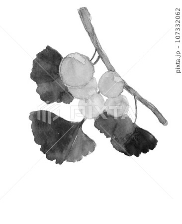 水墨画風に描いた熟し始めた枝葉付き銀杏 のモノトーンのイラスト 白バック 透過背景 107332062