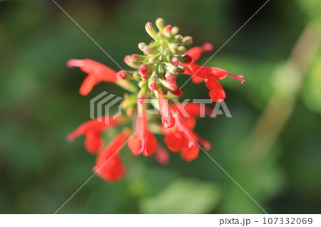紅セージ　0026 107332069
