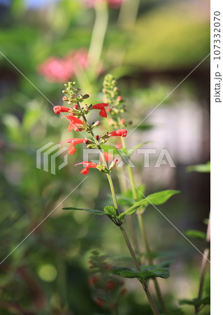 紅セージ　0027 107332070