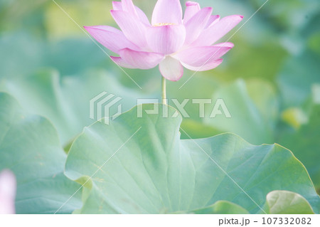 淡くやさしいハスの花 オールドレンズ 淡くやさしいハスの花 オールドレンズ 107332082