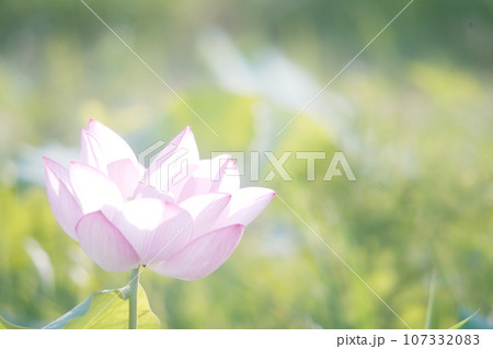 淡くやさしいハスの花 オールドレンズ 淡くやさしいハスの花 オールドレンズ 107332083