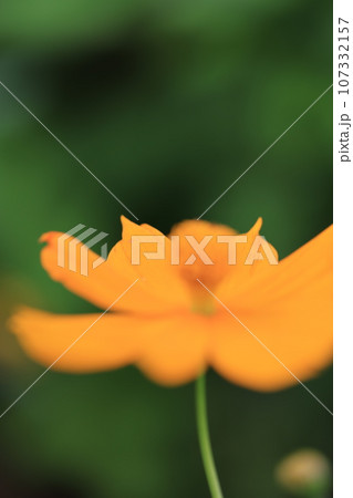 コスモス　0178 107332157