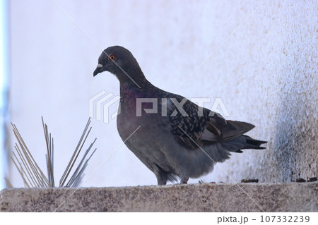 鳥よけの近くにとまる鳩(鳥よけが効かない例) 鳥よけの近くにとまる鳩(鳥よけが効かない例) 107332239