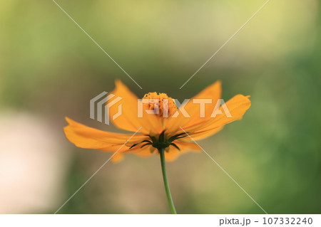 コスモス　0187 107332240