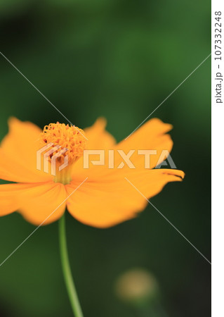 コスモス　0195 107332248