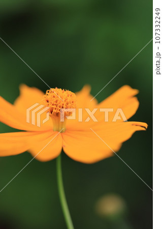 コスモス　0196 107332249