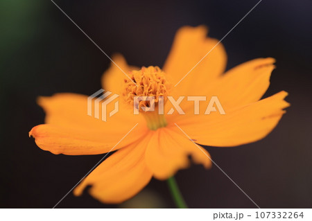 コスモス　0203 107332264