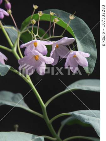 ルリヤナギの花 ルリヤナギの花 107332283