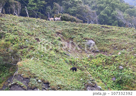 北海道知床半島の崖の上からヒグマを見つめるエゾシカの親子 北海道知床半島の崖の上からヒグマを見つめるエゾシカの親子 107332392