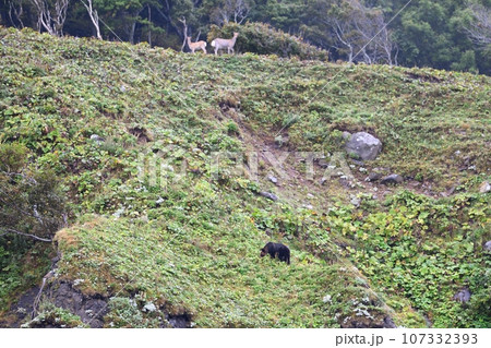 北海道知床半島の崖の上からヒグマを見つめるエゾシカの親子 北海道知床半島の崖の上からヒグマを見つめるエゾシカの親子 107332393