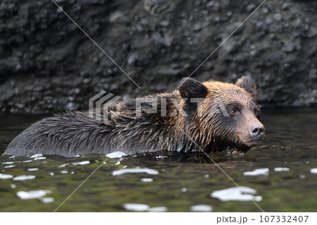 北海道知床半島の海に入って鮭を探すヒグマ 北海道知床半島の海に入って鮭を探すヒグマ 107332407