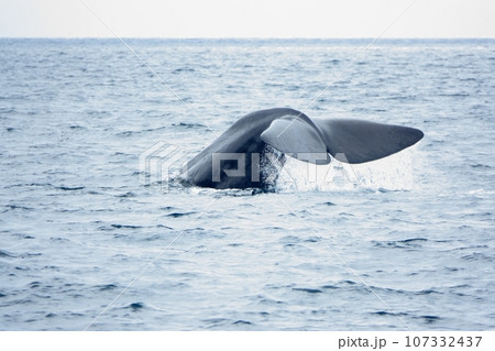 北海道知床半島羅臼沖で潜水を開始するマッコウクジラ 107332437