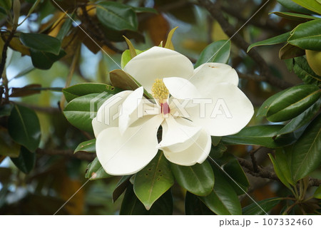 白いタイサンボクの花 107332460