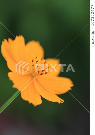 コスモス 0220 コスモス 0220 107332477