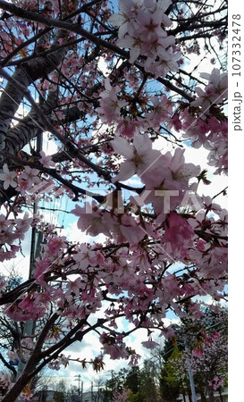 桜2023 107332478