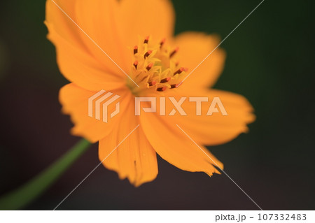 コスモス 0223 コスモス 0223 107332483