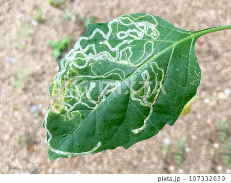 エカキムシ(ハモグリバエの幼虫) エカキムシ(ハモグリバエの幼虫) 107332639