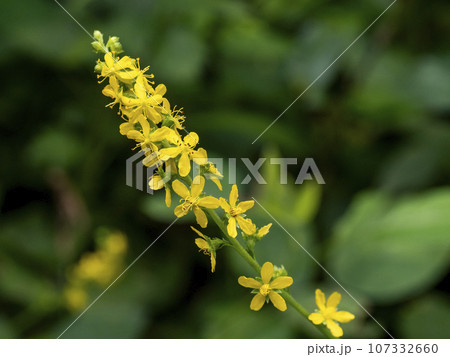 キンミズヒキの黄色い花 キンミズヒキの黄色い花 107332660