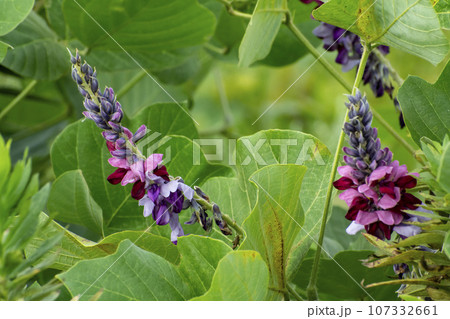 クズの花 107332661