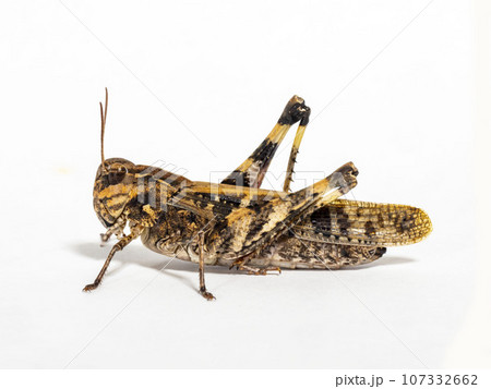 白背景にクルマバッタモドキ 107332662