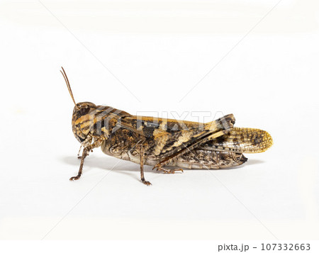 白背景にクルマバッタモドキ 107332663