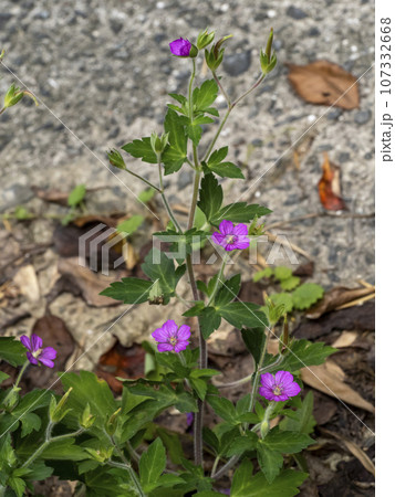 道端に咲いていたゲンノショウコの花 107332668