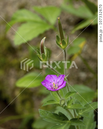 道端に咲いていたゲンノショウコの花 107332670