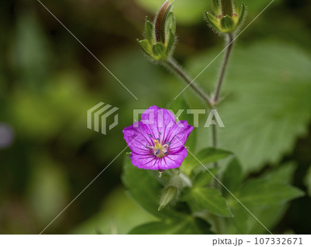 道端に咲いていたゲンノショウコの花 道端に咲いていたゲンノショウコの花 107332671