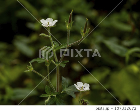 日陰に咲いていたゲンノショウコの花 107332672