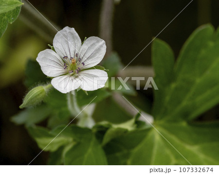 日陰に咲いていたゲンノショウコの花 日陰に咲いていたゲンノショウコの花 107332674