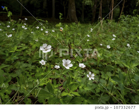林の前に咲くゲンノショウコの花 林の前に咲くゲンノショウコの花 107332677