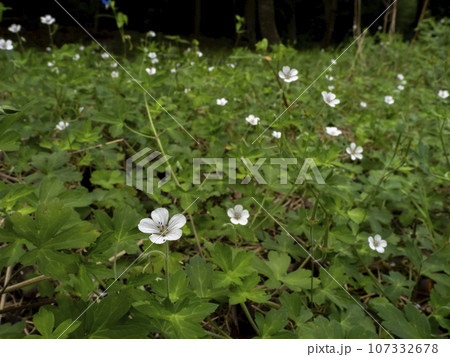林の前に咲くゲンノショウコの花 107332678