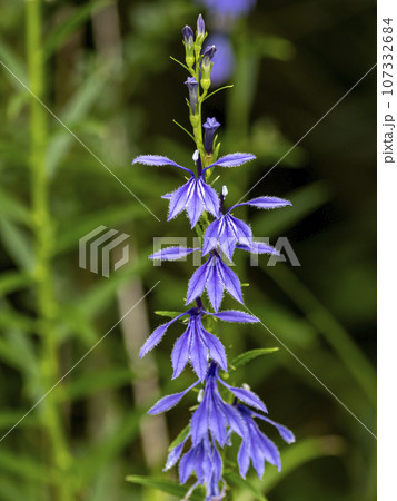 池の側に咲くサワギキョウ 107332684