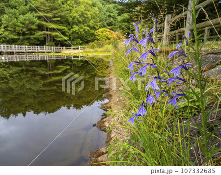 池の側に咲くサワギキョウ 107332685