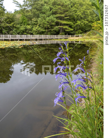 池の側に咲くサワギキョウ 107332687